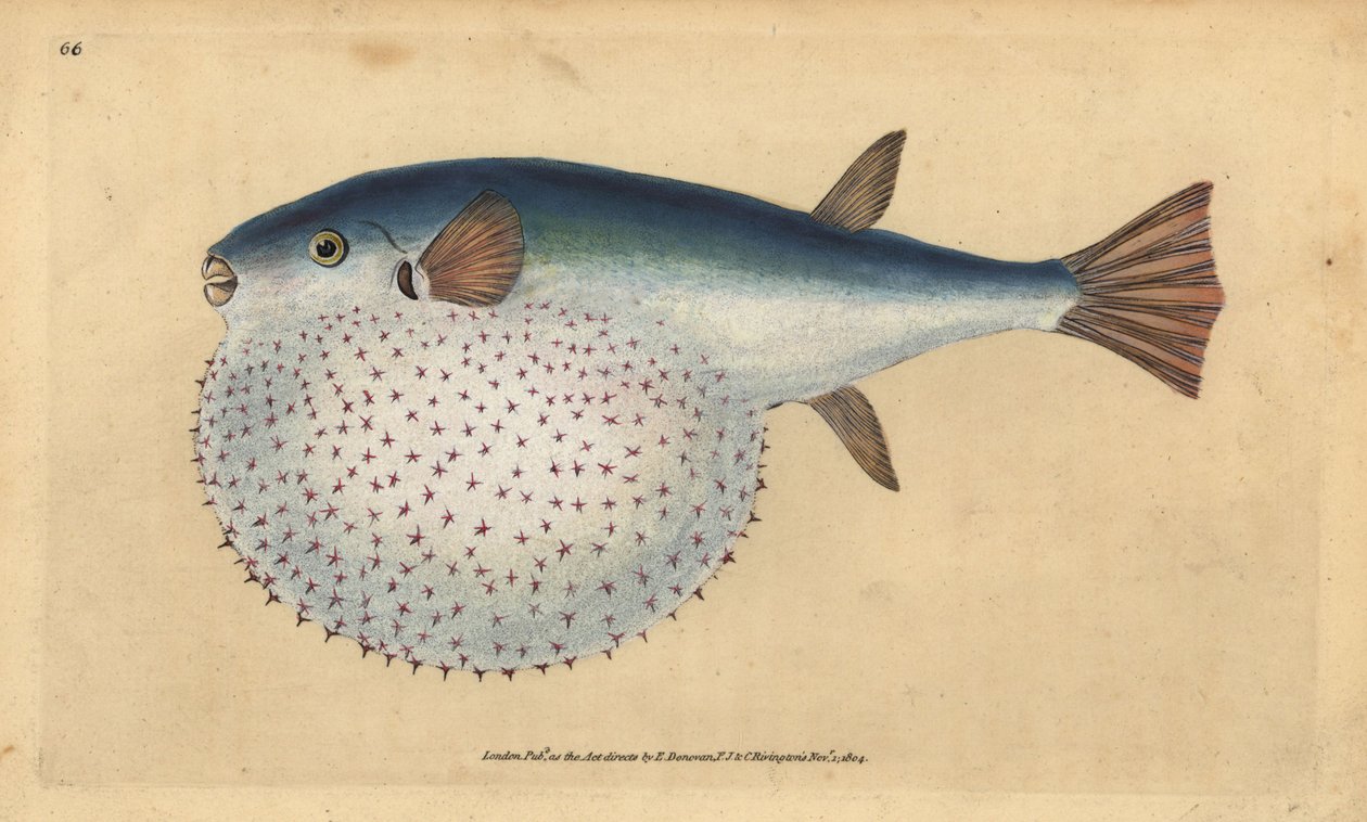 Oceaniczny puffer, Lagocephalus lagocephalus (Gwiaździsta kula, Tetrodon stellatus). Ręcznie barwiony miedzioryt narysowany i rytowany przez Edwarda Donovana z jego Natural History of British Fishes, Donovan and F.C. i J. Rivington, Londyn autorstwa Edward Donovan