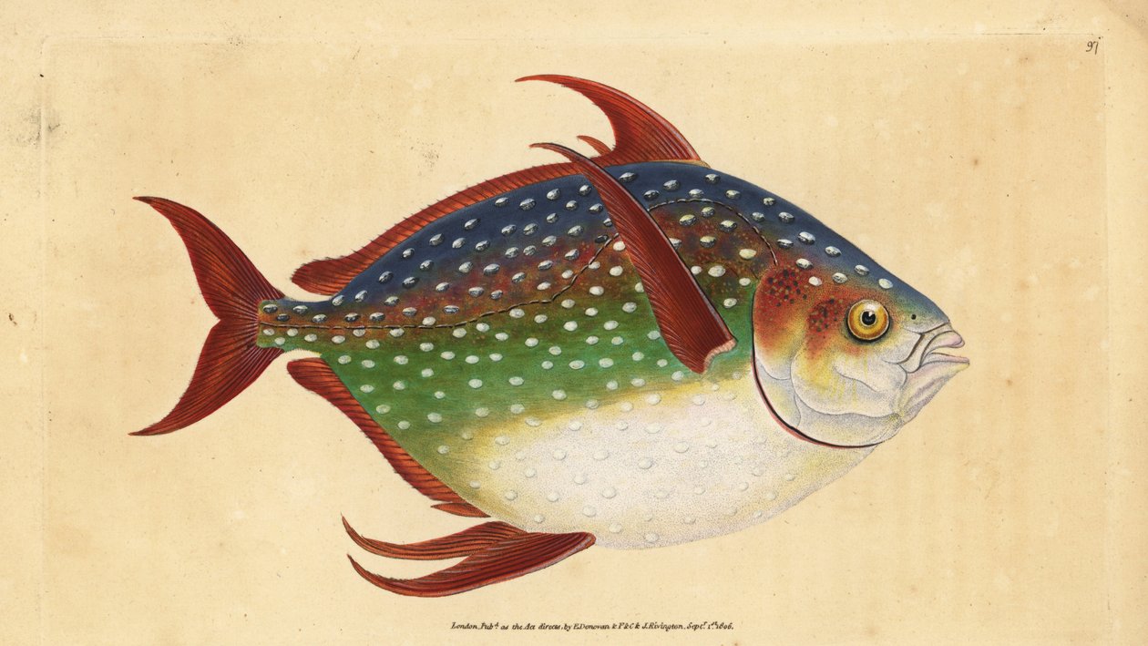 Opah lub królewska ryba, Lampris guttatus (Zeus luna). Ręcznie barwiony miedzioryt narysowany i rytowany przez Edwarda Donovana z jego Natural History of British Fishes, Donovan and F.C. i J. Rivington, Londyn autorstwa Edward Donovan