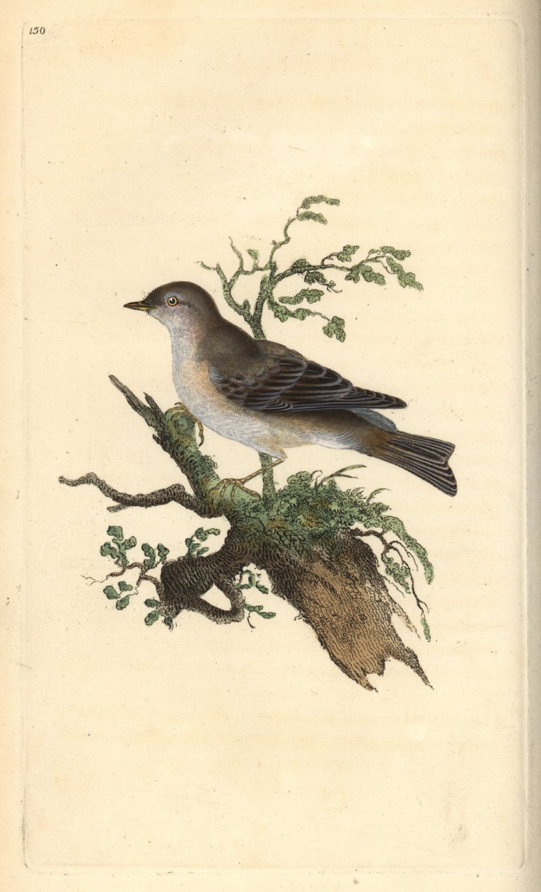 Jarzębina, Sylvia hydrtensis, lub gajówki większe. Ręcznie kolorowany miedzioryt rysowany i grawerowany przez Edwarda Donovana z jego własnej „Historii naturalnej ptaków brytyjskich”, Londyn autorstwa Edward Donovan