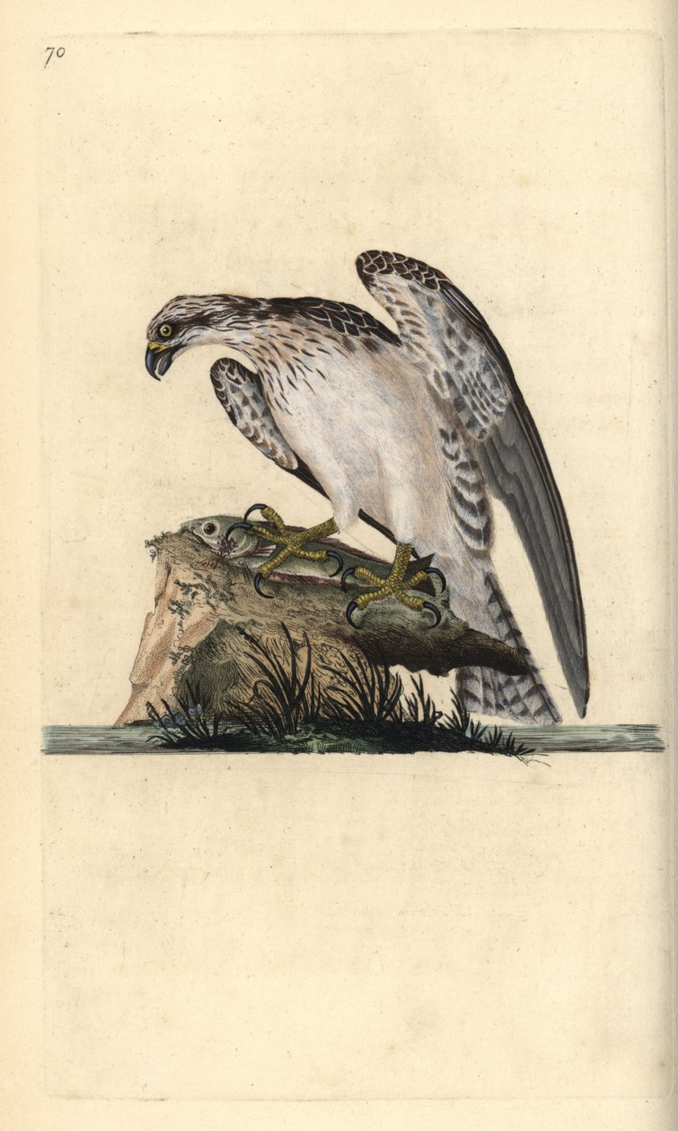 Rybołów, Pandion haliaetus, stojący na złowionej rybie. Ręcznie barwiony miedzioryt rysowany i grawerowany przez Edwarda Donovana z jego własnej „Historii naturalnej ptaków brytyjskich”, Londyn autorstwa Edward Donovan