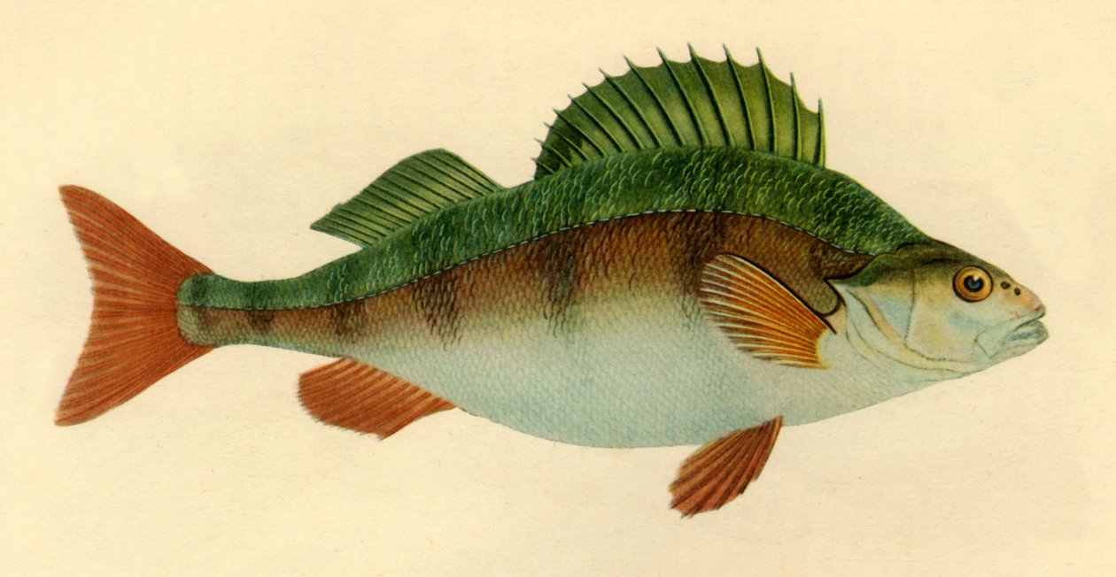 Okoń, 1804, 1946. autorstwa Edward Donovan