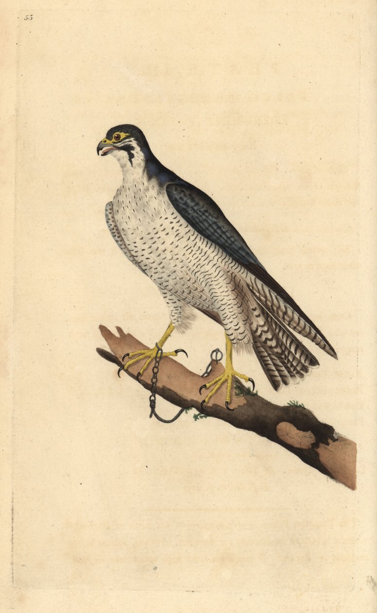 Sokół wędrowny, Falco peregrinus, przykuty do gałęzi. Ręcznie kolorowany miedzioryt rysowany i grawerowany przez Edwarda Donovana z jego własnej „Historii naturalnej ptaków brytyjskich”, Londyn autorstwa Edward Donovan