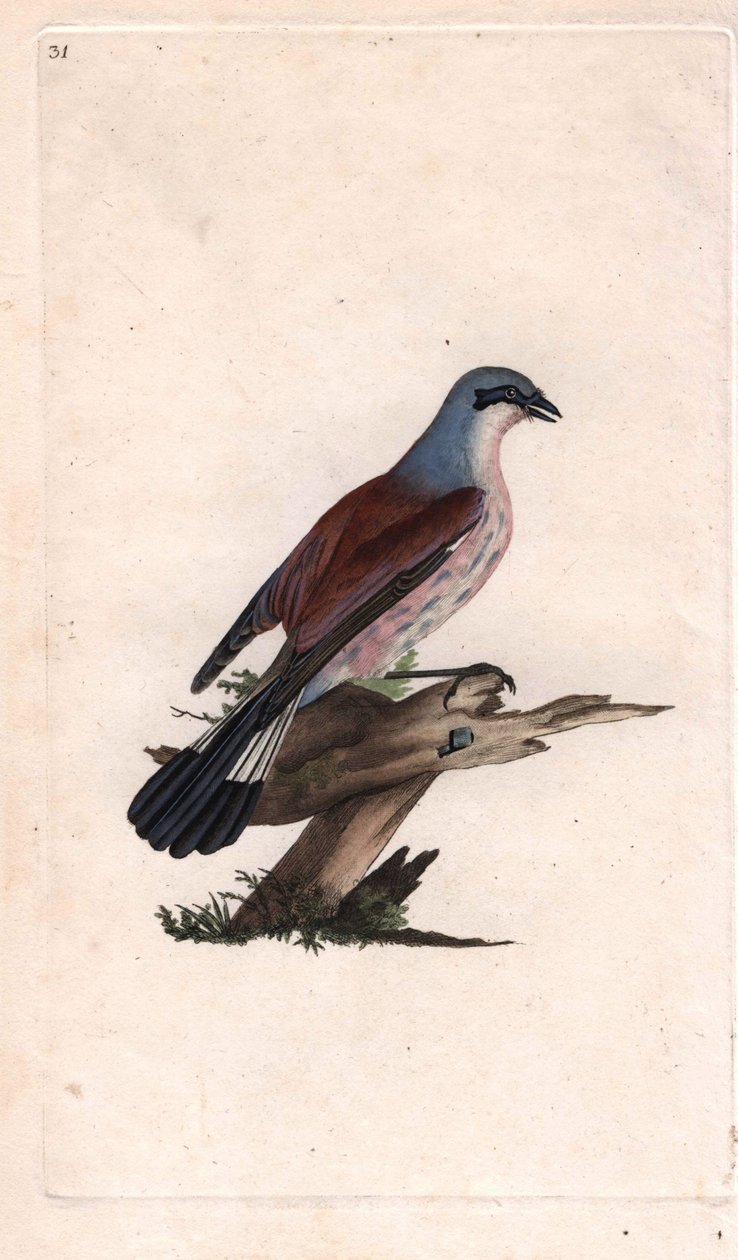 Sroka dzierzba łupieżca. Lanius collurio. Miedzioryt autorstwa Edwarda Donovana (1768-1837), opublikowany w Natural History of British Birds, Londyn autorstwa Edward Donovan