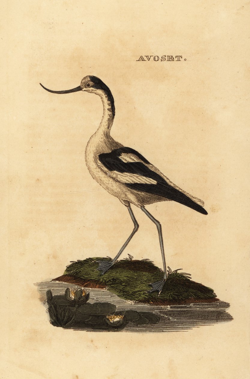 Szaszłyk srokaty, Recurvirostra avocetta autorstwa Edward Donovan