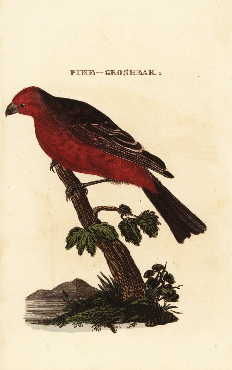 grubodziób sosnowy, enukleator Pinicola autorstwa Edward Donovan