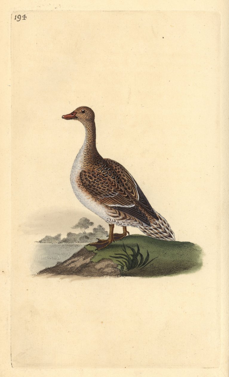 Pintail, Anas acuta, kobieta. Ręcznie kolorowany miedzioryt rysowany i grawerowany przez Edwarda Donovana z jego własnej „Historii naturalnej ptaków brytyjskich”, Londyn autorstwa Edward Donovan