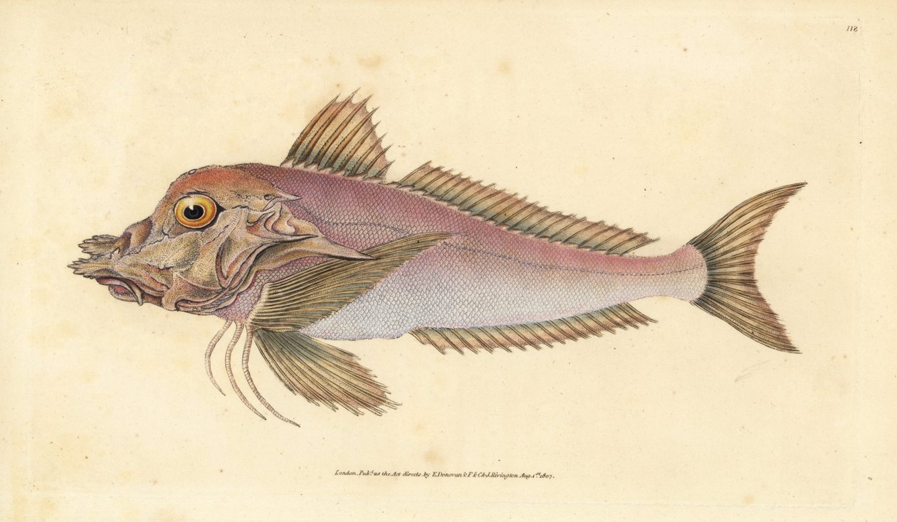 Piper, Trigla lyra. Ręcznie barwiony miedzioryt narysowany i rytowany przez Edwarda Donovana z jego Natural History of British Fishes, Donovan and F.C. i J. Rivington, Londyn autorstwa Edward Donovan