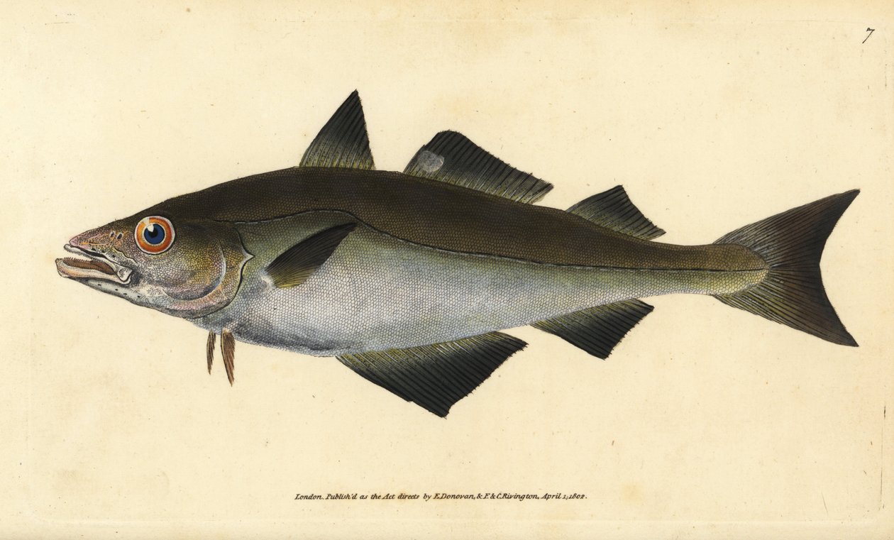Pollack, Pollachius pollachius (Witlinek pollach, Gadus pollachius). Ręcznie barwiony miedzioryt narysowany i rytowany przez Edwarda Donovana z jego Natural History of British Fishes, Donovan and F.C. i J. Rivington, Londyn autorstwa Edward Donovan