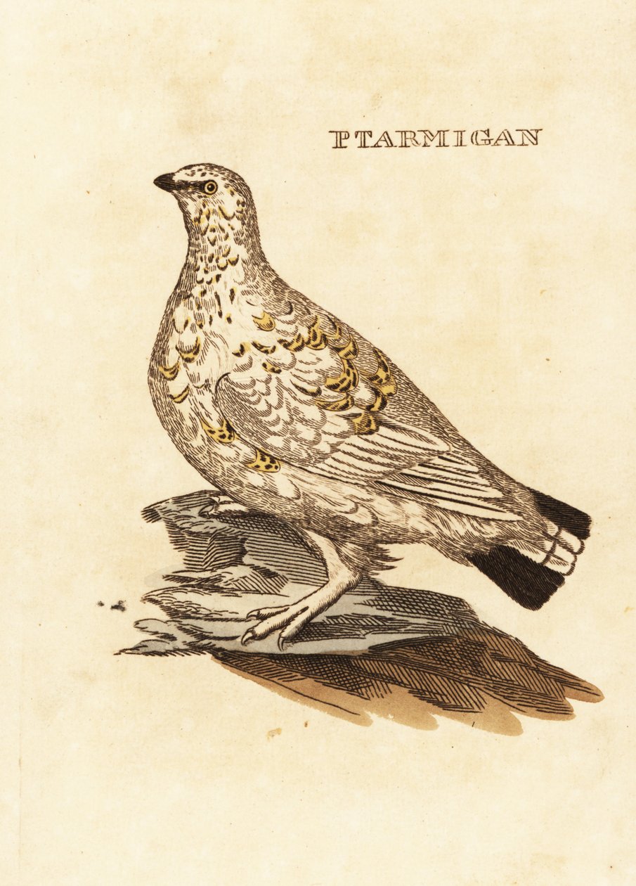 Pardwa zwyczajna lub zwierzyna biała, Lagopus lagopus autorstwa Edward Donovan