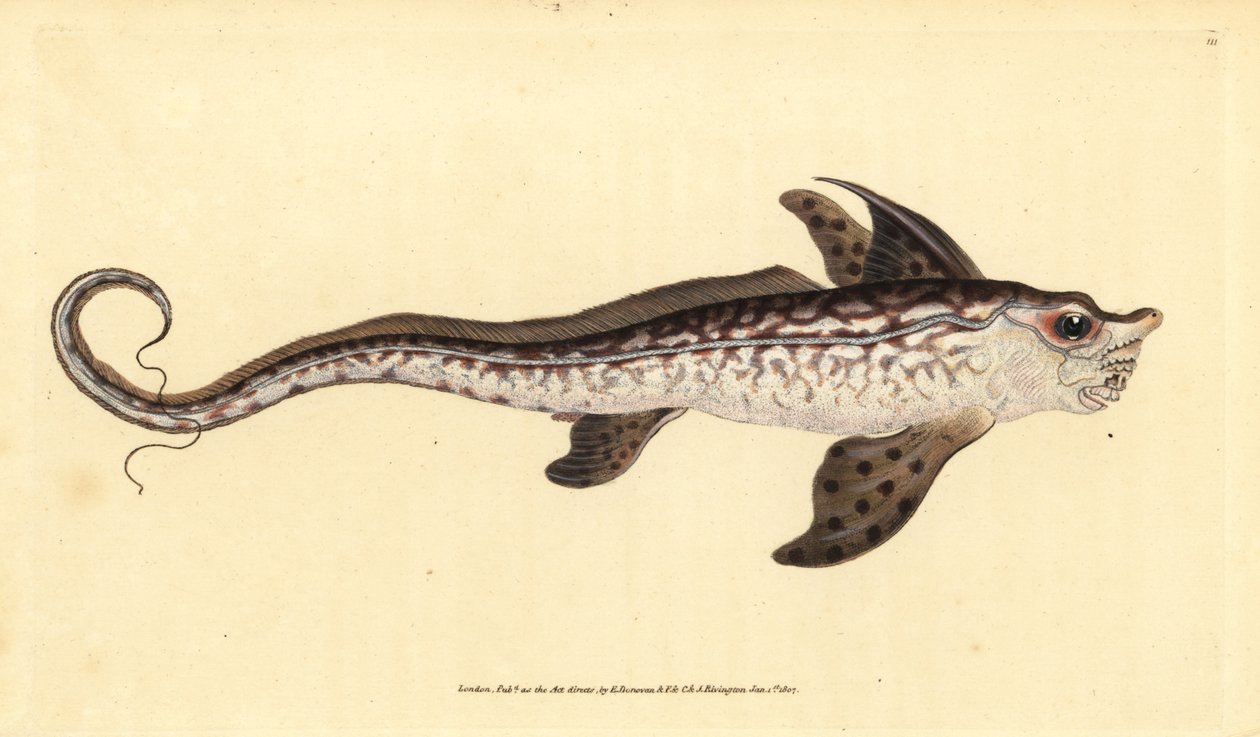 Królik lub potwór morski, Chimaera monstrosa. Prawie zagrożony. Ręcznie barwiony miedzioryt narysowany i rytowany przez Edwarda Donovana z jego Natural History of British Fishes, Donovan and F.C. i J. Rivington, Londyn autorstwa Edward Donovan