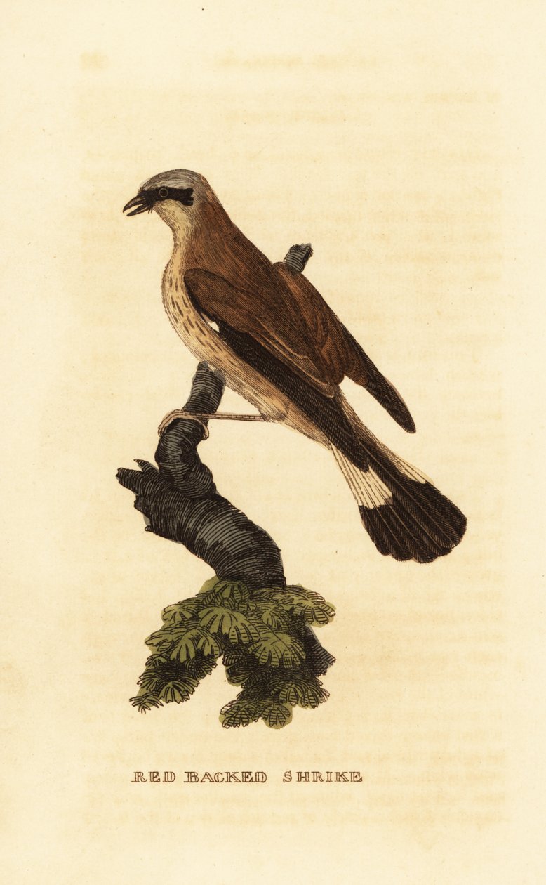 Gąsiorek gąsiorek , Lanius collurio autorstwa Edward Donovan