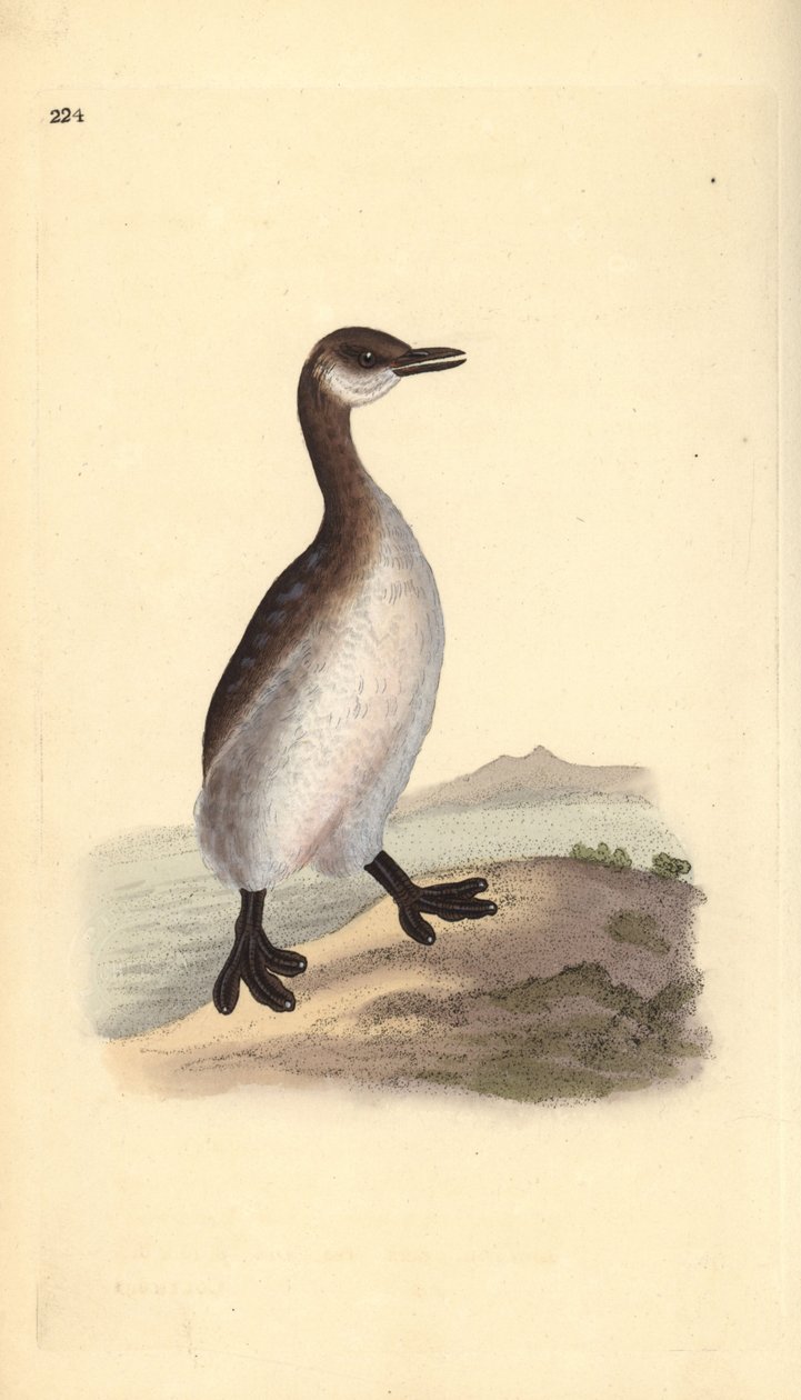 Perkoz rdzawoszyi (samica), Podiceps grisegena. Ręcznie kolorowany miedzioryt rysowany i grawerowany przez Edwarda Donovana z jego własnej „Historii naturalnej ptaków brytyjskich”, Londyn autorstwa Edward Donovan