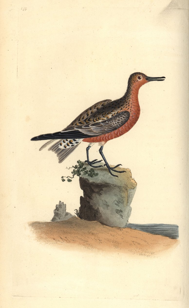 Czerwony węzeł, Calidris canutus. Ręcznie kolorowany miedzioryt rysowany i grawerowany przez Edwarda Donovana z jego własnej „Historii naturalnej ptaków brytyjskich”, Londyn autorstwa Edward Donovan