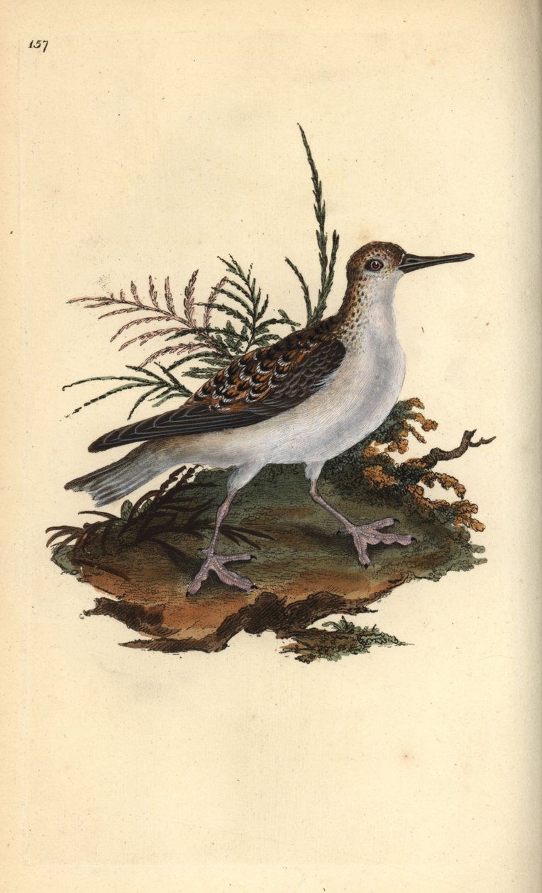 Czerwona phalarope, Phalaropus fulicarius. Ręcznie kolorowany miedzioryt rysowany i grawerowany przez Edwarda Donovana z jego własnej „Historii naturalnej ptaków brytyjskich”, Londyn autorstwa Edward Donovan