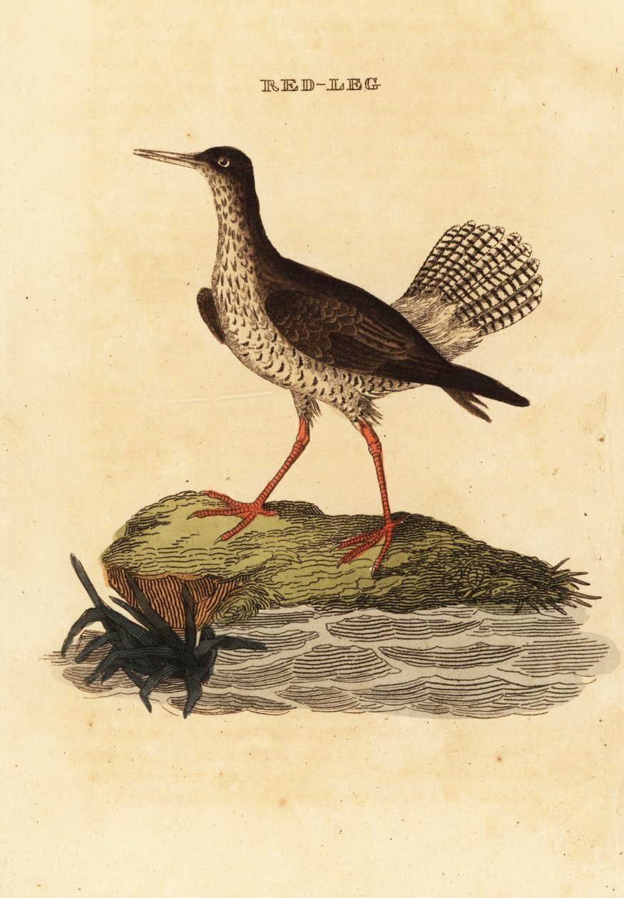 Czerwona golonka, Tringa totanus autorstwa Edward Donovan