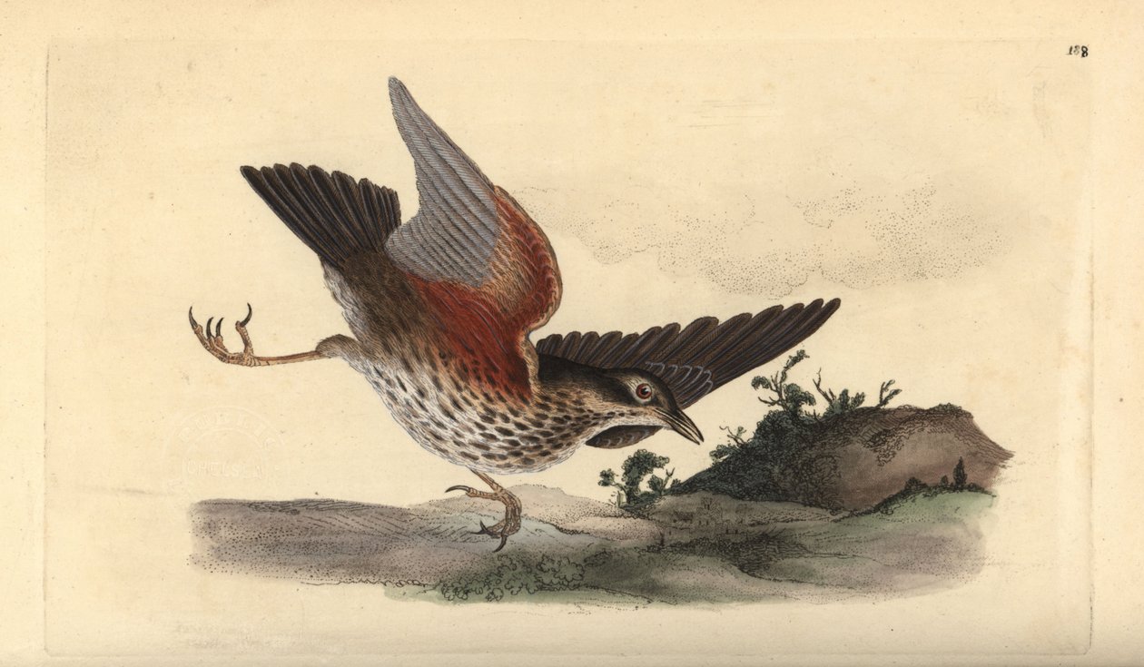 Czerwonoskrzydły, Turdus iliacus. Ręcznie barwiony miedzioryt rysowany i grawerowany przez Edwarda Donovana z jego własnej „Historii naturalnej ptaków brytyjskich”, Londyn autorstwa Edward Donovan