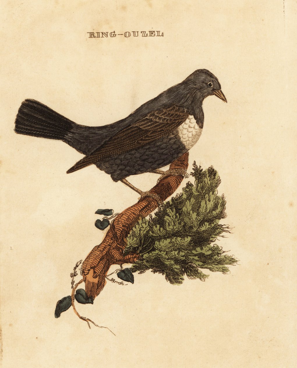 Pierścień ouzel , Turdus torquatus autorstwa Edward Donovan