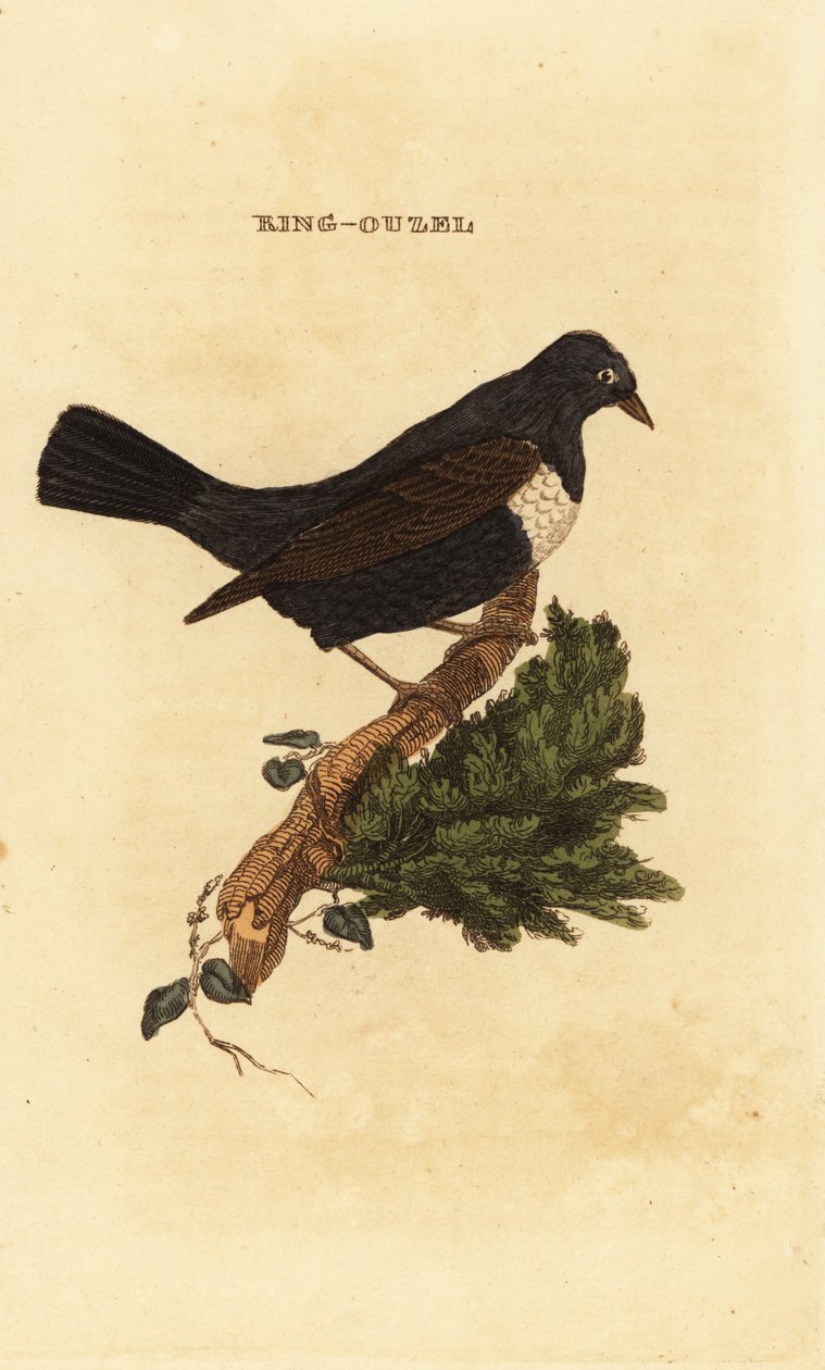 Pierścień ouzel , Turdus torquatus autorstwa Edward Donovan