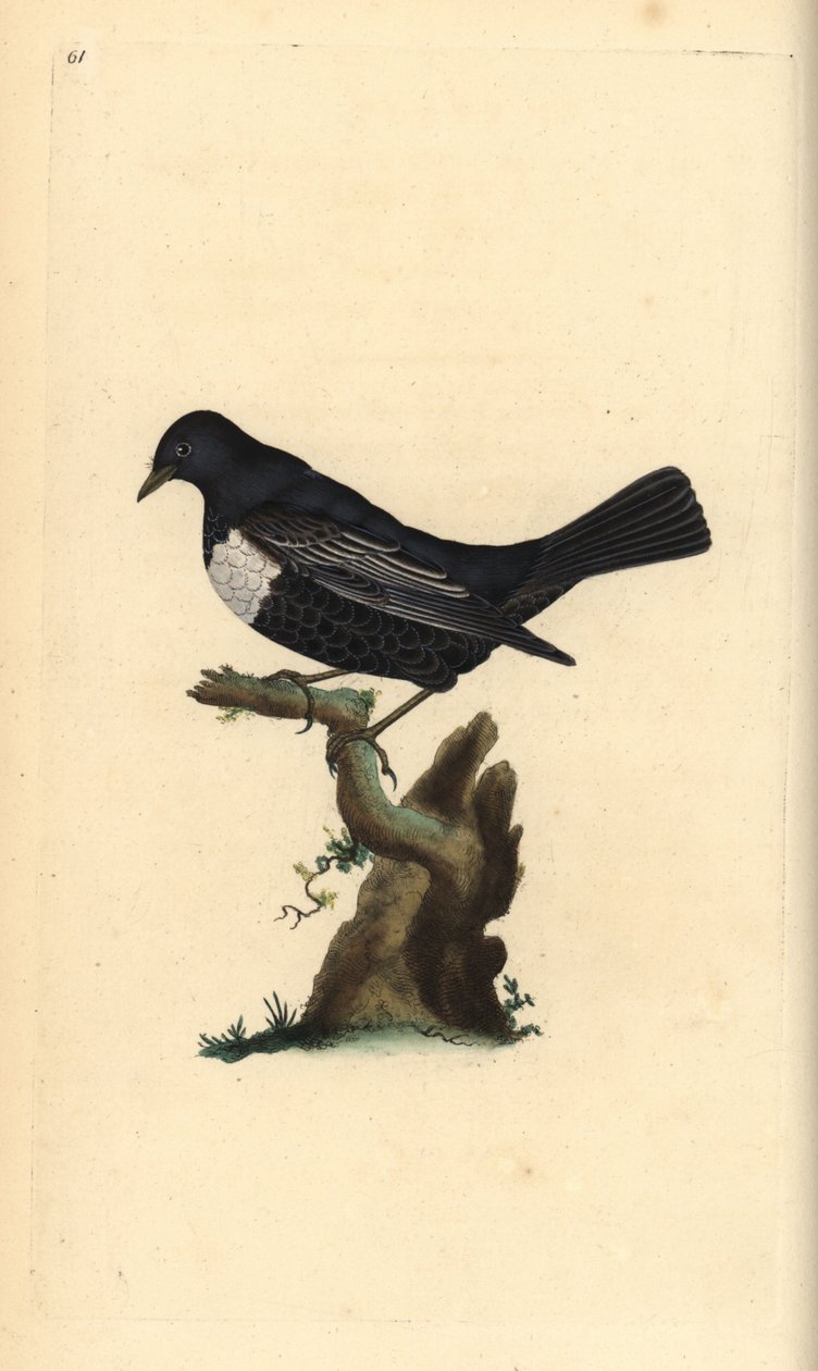 Pierścień ouzel, Turdus torquatus. Ręcznie barwiony miedzioryt rysowany i grawerowany przez Edwarda Donovana z jego własnej „Historii naturalnej ptaków brytyjskich”, Londyn autorstwa Edward Donovan
