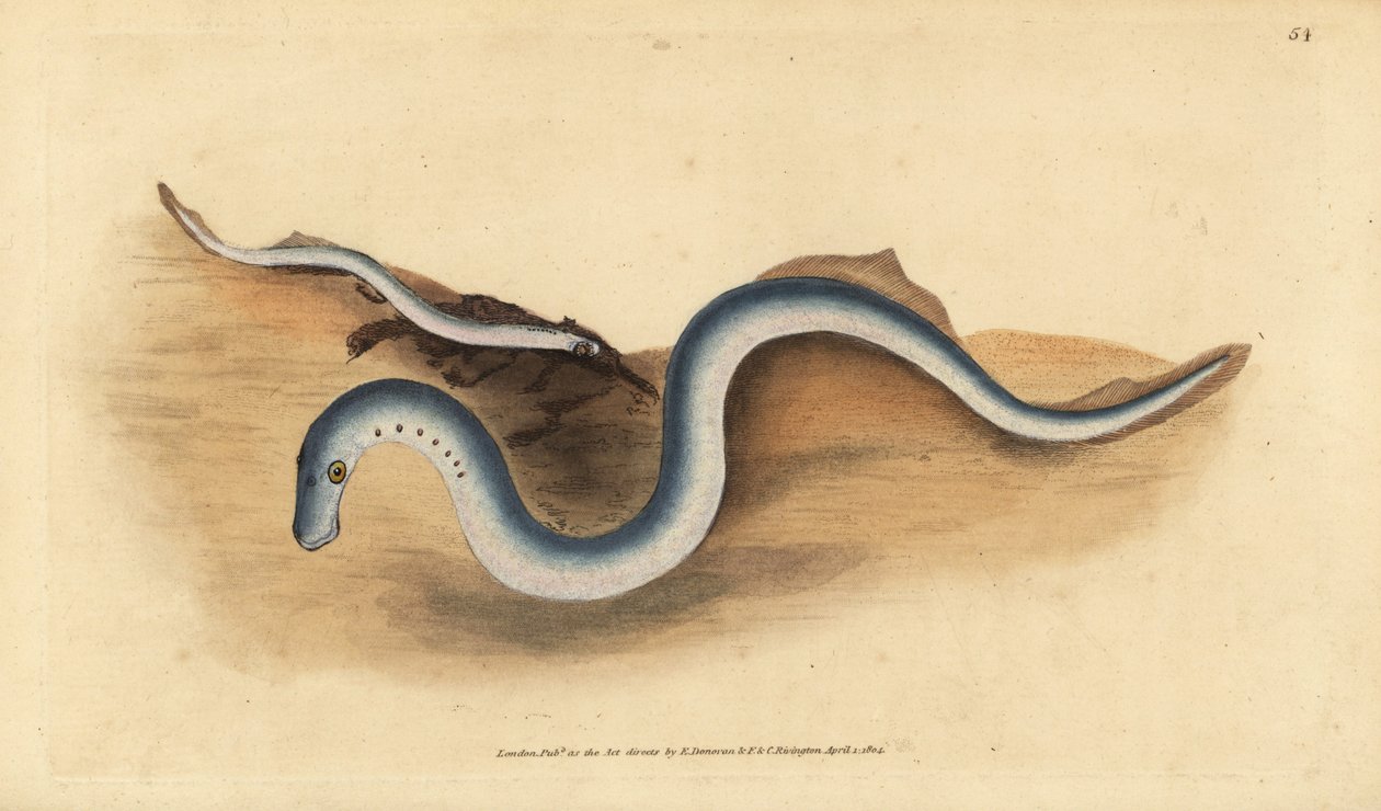 Minóg rzeczny, Lampetra fluviatilis (Lampern lub minóg mniejszy, Petromyzon fluviatilis). Ręcznie barwiony miedzioryt narysowany i rytowany przez Edwarda Donovana z jego Natural History of British Fishes, Donovan and F.C. i J. Rivington, Londyn autorstwa Edward Donovan