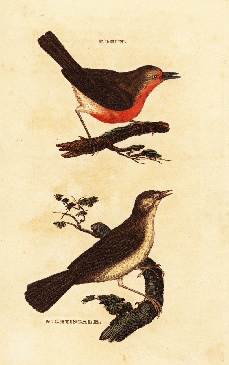 Rudzik rudzik, Erithacus rubecula i słowik, słowik megarhynchos autorstwa Edward Donovan