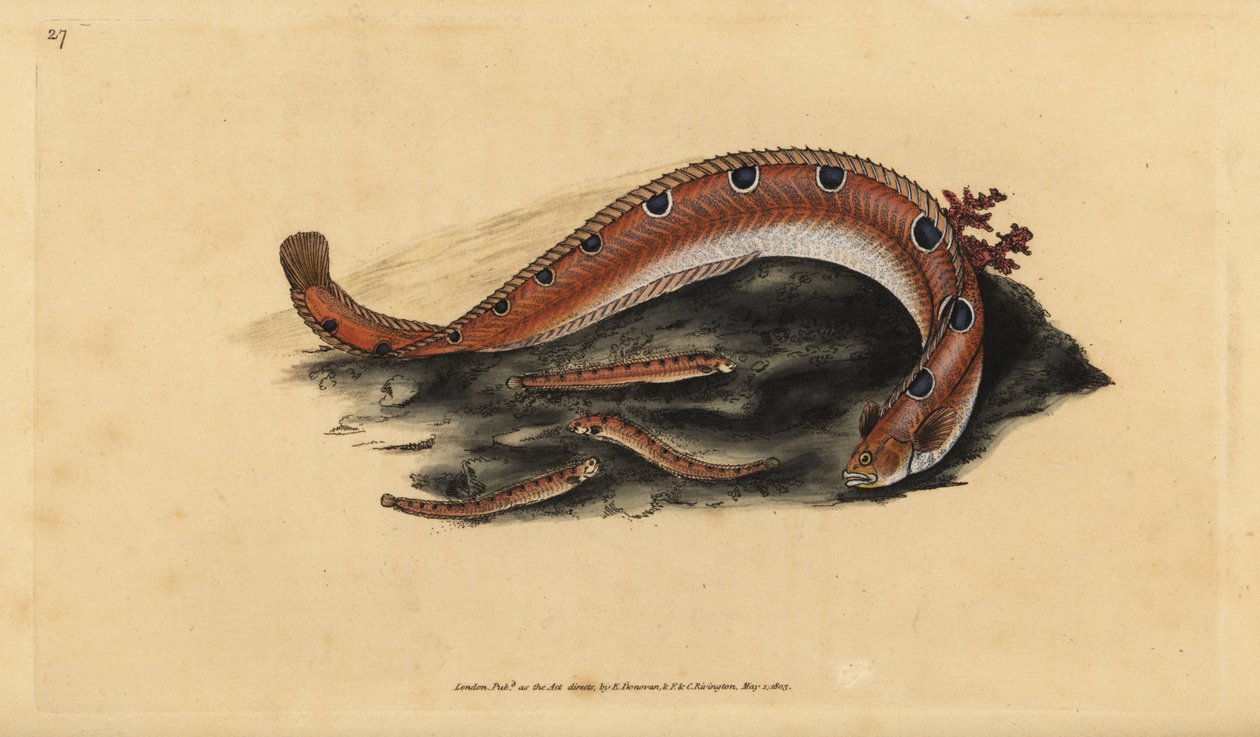 Rock gunnel, Pholis gunnellus (Blennius gunnellus) (Blennius gunnellus). Ręcznie barwiony miedzioryt narysowany i rytowany przez Edwarda Donovana z jego Natural History of British Fishes, Donovan and F.C. i J. Rivington, Londyn autorstwa Edward Donovan