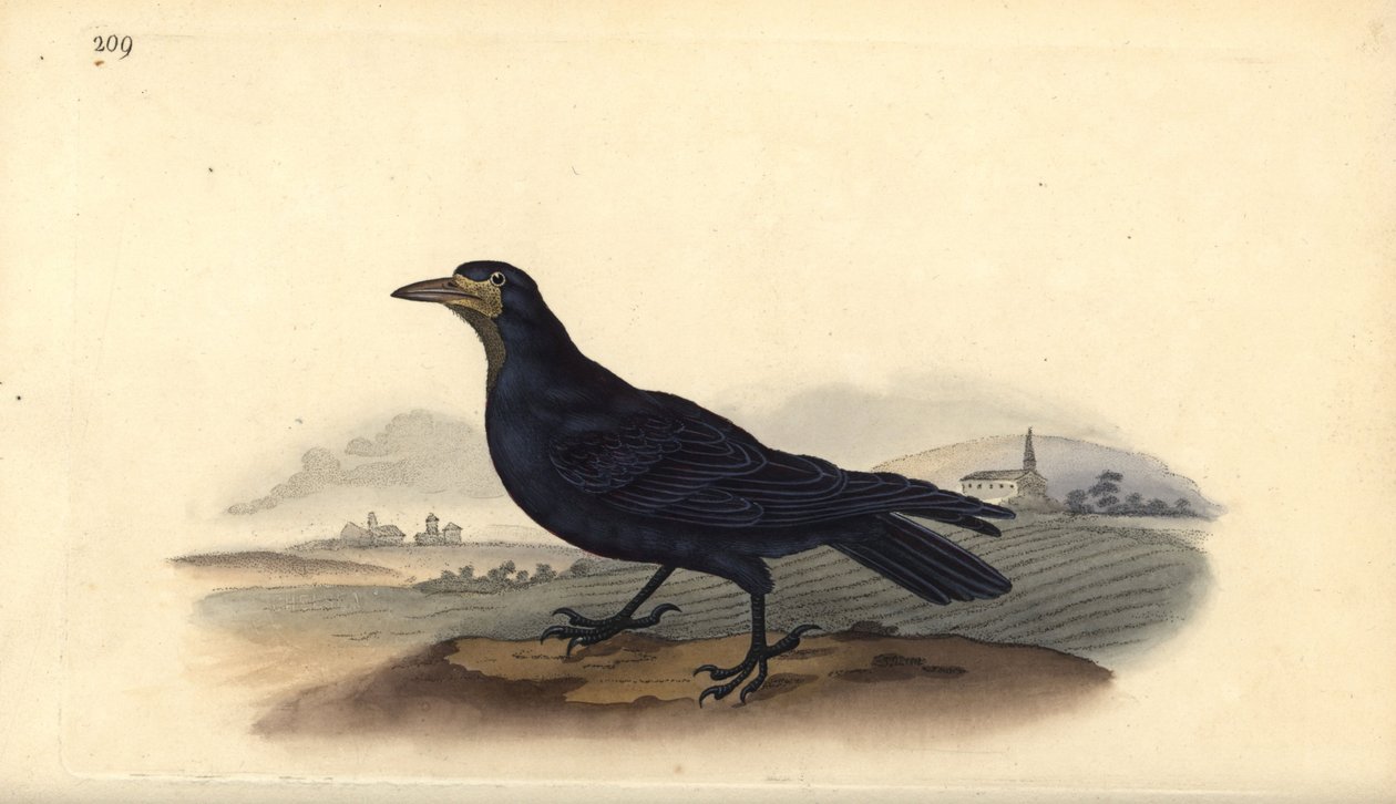 Wieża, Corvus frugilegus. Ręcznie kolorowany miedzioryt rysowany i grawerowany przez Edwarda Donovana z jego własnej „Historii naturalnej ptaków brytyjskich”, Londyn autorstwa Edward Donovan