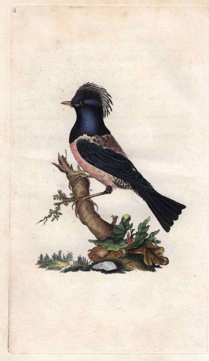 Szpak Finch. Sturnus roseus (Turdus roseus). Miedzioryt autorstwa Edwarda Donovana (1768-1837), opublikowany w Natural History of British Birds, Londyn autorstwa Edward Donovan