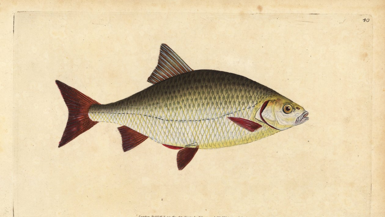 Wzdręga, Scardinius erythrophthalmus (czerwone oko, Cyprinus erythrophthalmus). Ręcznie barwiony miedzioryt narysowany i rytowany przez Edwarda Donovana z jego Natural History of British Fishes, Donovan and F.C. i J. Rivington, Londyn autorstwa Edward Donovan