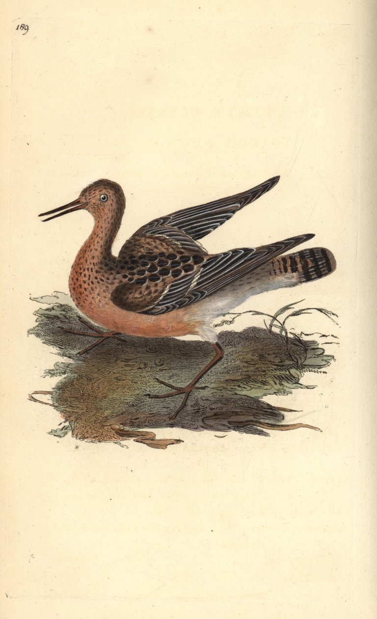 batalion, Philomachus pugnax, kobieta. Ręcznie barwiony miedzioryt rysowany i grawerowany przez Edwarda Donovana z jego własnej „Historii naturalnej ptaków brytyjskich”, Londyn autorstwa Edward Donovan