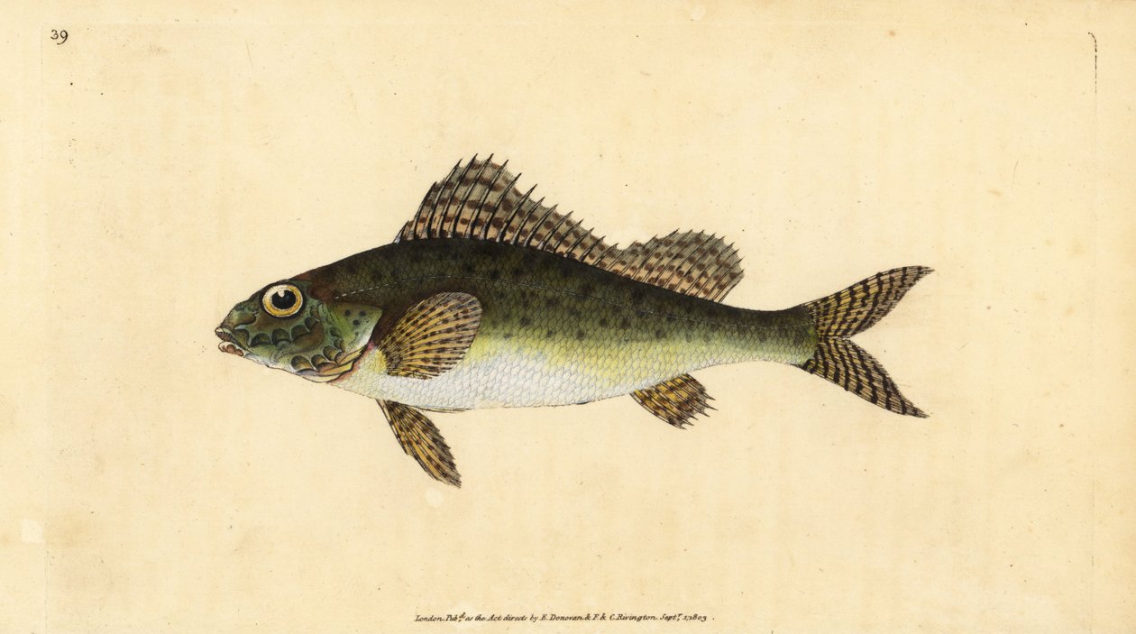 Jazgarz, Gymnocephalus cernua (Perca cernua). Ręcznie barwiony miedzioryt narysowany i rytowany przez Edwarda Donovana z jego Natural History of British Fishes, Donovan and F.C. i J. Rivington, Londyn autorstwa Edward Donovan