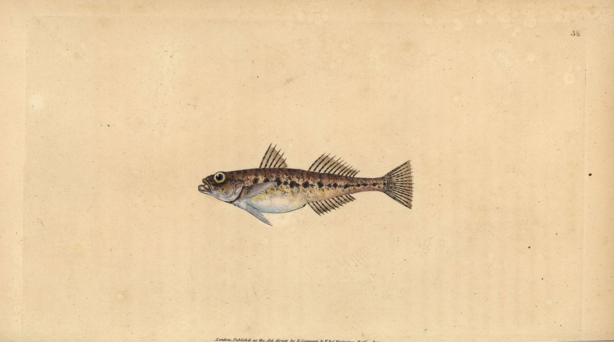 Babka piaskowa, Pomatoschistus minutus (babka plamista, Gobius minutus). Ręcznie barwiony miedzioryt narysowany i rytowany przez Edwarda Donovana z jego Natural History of British Fishes, Donovan and F.C. i J. Rivington, Londyn autorstwa Edward Donovan