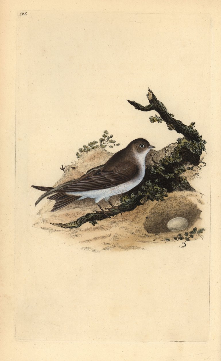 Sand martin, Riparia riparia, z gniazdem i jajkiem. Ręcznie kolorowany miedzioryt narysowany i wygrawerowany przez Edwarda Donovana z jego własnej "Natural History of British Birds" (1794-1819). Edward Donovan (1768-1837) był angielsko-irlandzkim zoologiem autorstwa Edward Donovan