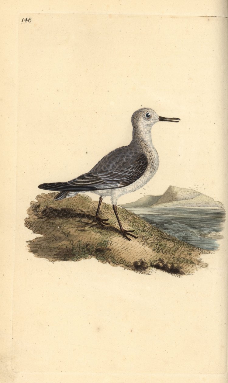 Sanderling, Calidris alba. Ręcznie kolorowany miedzioryt rysowany i grawerowany przez Edwarda Donovana z jego własnej „Historii naturalnej ptaków brytyjskich”, Londyn autorstwa Edward Donovan