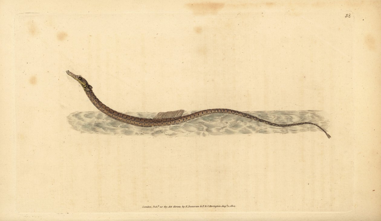 Iglicznia sargassum lub iglicznia pelagiczna. Ręcznie barwiony miedzioryt narysowany i rytowany przez Edwarda Donovana z jego Natural History of British Fishes, Donovan and F.C. i J. Rivington, Londyn autorstwa Edward Donovan