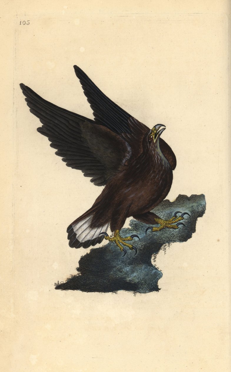Bielik, Haliaeetus albicilla. Ręcznie kolorowany miedzioryt rysowany i grawerowany przez Edwarda Donovana z jego własnej „Historii naturalnej ptaków brytyjskich”, Londyn autorstwa Edward Donovan
