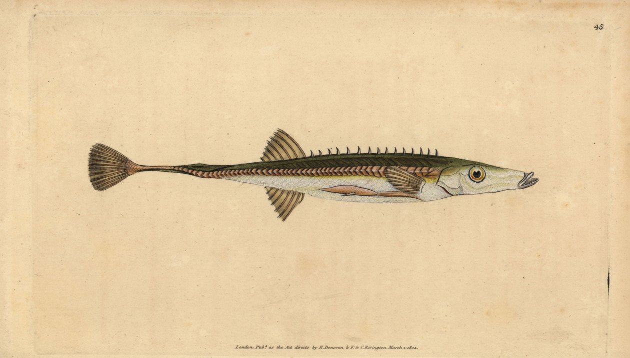 Ciernik morski, Spinachia spinachia (Piętnastokolcowy ciernik, Gasterosteus spinachia). Ręcznie barwiony miedzioryt narysowany i rytowany przez Edwarda Donovana z jego Natural History of British Fishes, Donovan and F.C. i J. Rivington, Londyn autorstwa Edward Donovan