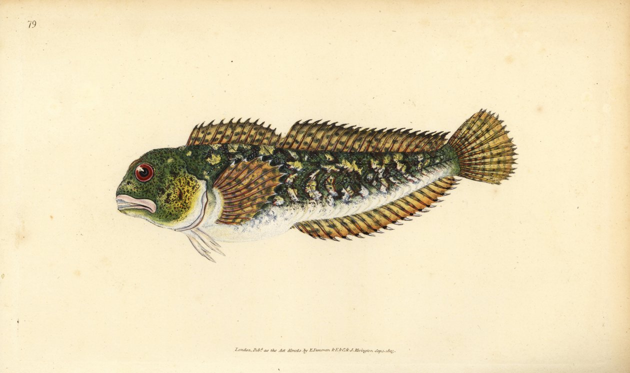 Shanny, Lipophrys pholis (Smooth blenny, Blennius pholis). Ręcznie barwiony miedzioryt narysowany i rytowany przez Edwarda Donovana z jego Natural History of British Fishes, Donovan and F.C. i J. Rivington, Londyn autorstwa Edward Donovan