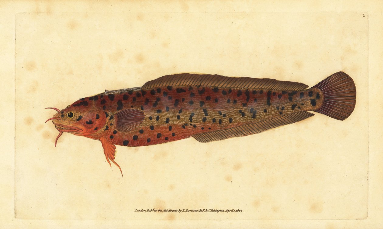 Rockling brzegowy, Gaidropsarus mediterraneus (dorsz trójbrody lub rockling, Gadus tricirratus). Ręcznie barwiony miedzioryt narysowany i rytowany przez Edwarda Donovana z jego Natural History of British Fishes, Donovan and F.C. i J. Rivington, Londyn autorstwa Edward Donovan