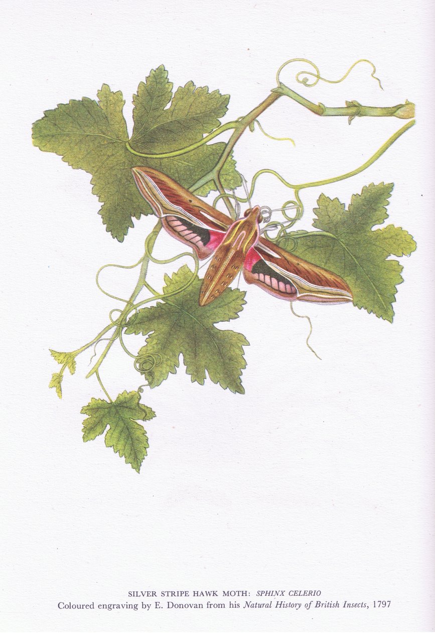Silver Stripe Hawk Moth, Shinx Celerio, Nature in Britain, wyd. Collins, 1946 autorstwa Edward Donovan