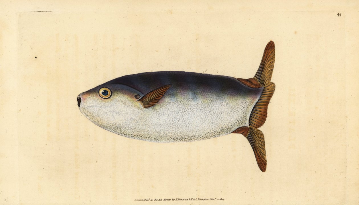 Smukły samogłów, Ranzania laevis (Łosoś obcięty, Tetrodon truncatus). Ręcznie barwiony miedzioryt narysowany i rytowany przez Edwarda Donovana z jego Natural History of British Fishes, Donovan and F.C. i J. Rivington, Londyn autorstwa Edward Donovan