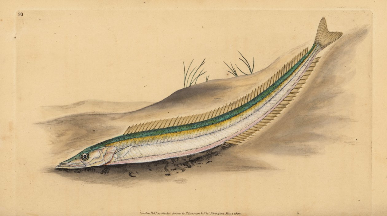 Mały dobijak, dobijak lub dobijak, Ammodytes tobianus. Ręcznie barwiony miedzioryt narysowany i rytowany przez Edwarda Donovana z jego Natural History of British Fishes, Donovan and F.C. i J. Rivington, Londyn autorstwa Edward Donovan