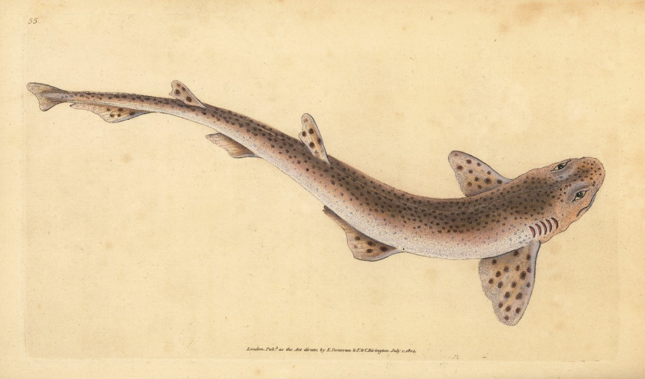 Mały rekin cętkowany, Scyliorhinus canicula (Rekin plamisty, Squalus catulus). Ręcznie barwiony miedzioryt narysowany i rytowany przez Edwarda Donovana z jego Natural History of British Fishes, Donovan and F.C. i J. Rivington, Londyn autorstwa Edward Donovan