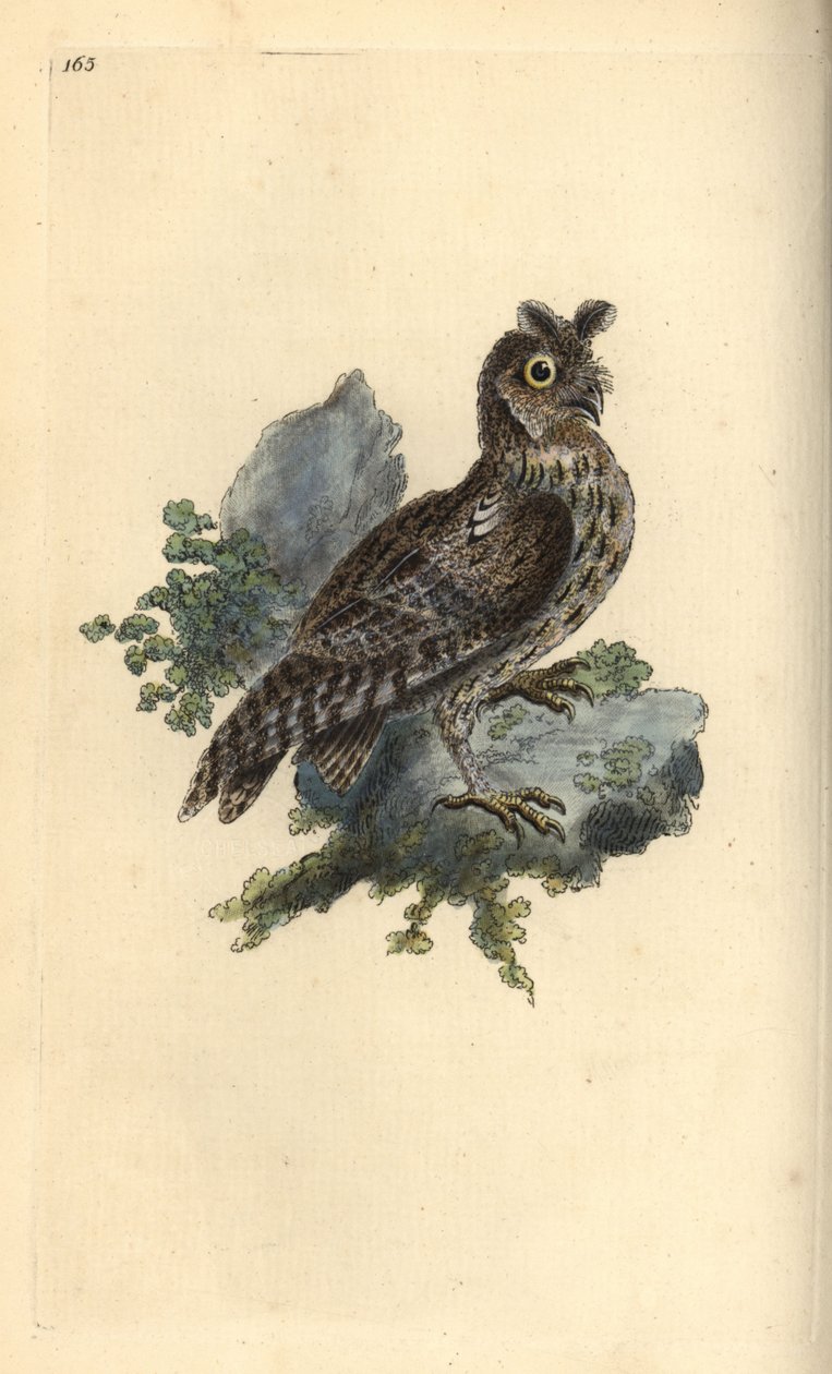 Mniejsza uszatka syberyjska lub ołówkowa, Strix pulchella. (Scops owl, Otus scops?) Ręcznie kolorowany miedzioryt narysowany i grawerowany przez Edwarda Donovana z jego własnej „Historii naturalnej ptaków brytyjskich”, Londyn autorstwa Edward Donovan