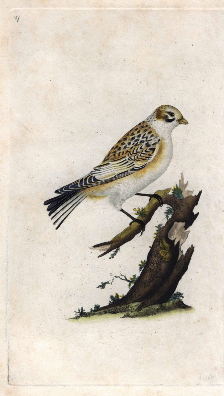 Śnieżny Wróbel. Plectrophenax nivalis (Emberiza nivalis). Miedzioryt Edwarda Donovana (1768-1837), opublikowany w Histoire naturelle des oiseaux britanniques, Londyn autorstwa Edward Donovan