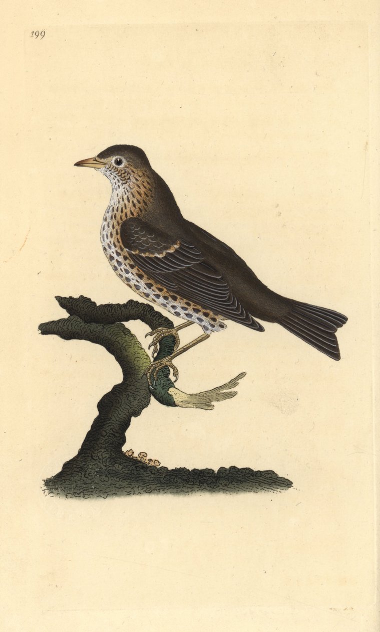 Drozd śpiewak, Turdus philomelos. Ręcznie barwiony miedzioryt rysowany i grawerowany przez Edwarda Donovana z jego własnej „Historii naturalnej ptaków brytyjskich”, Londyn autorstwa Edward Donovan