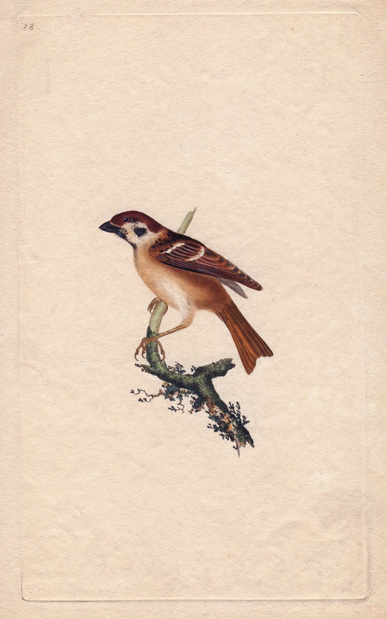 Wróbel. Przełęcz Montanus. Miedzioryt autorstwa Edwarda Donovana (1768-1837), opublikowany w Natural History of British Birds, Londyn autorstwa Edward Donovan