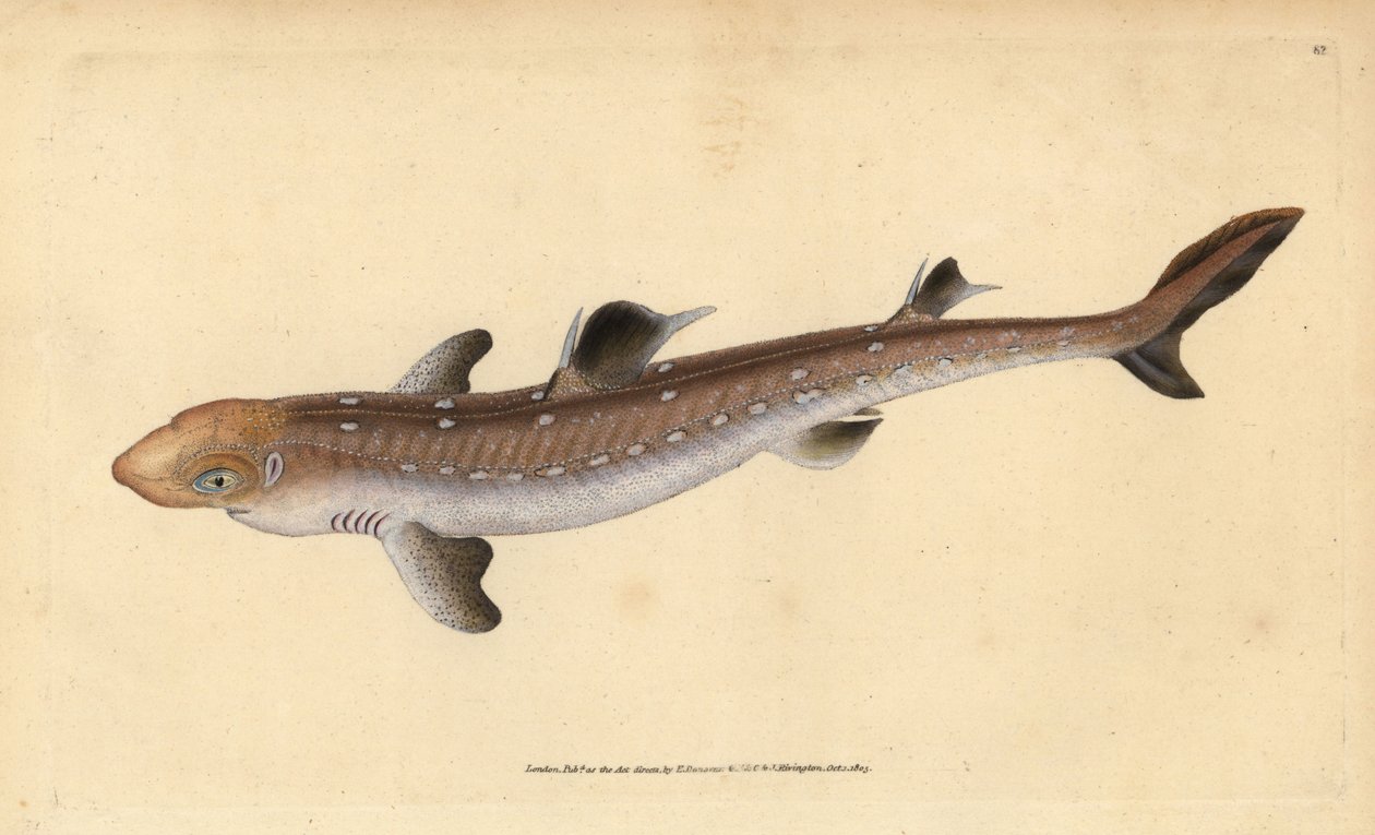 Koleń kolenia, Squalus acanthias (zbierany rekin lub psia ryba). Wrażliwy. Ręcznie barwiony miedzioryt narysowany i rytowany przez Edwarda Donovana z jego Natural History of British Fishes, Donovan and F.C. i J. Rivington, Londyn autorstwa Edward Donovan