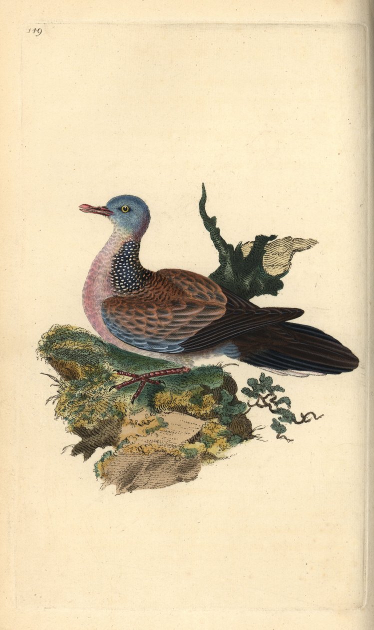 Gołąb cętkowany lub pancou, Spilopelia chinensis. Ręcznie kolorowany miedzioryt rysowany i grawerowany przez Edwarda Donovana z jego własnej „Historii naturalnej ptaków brytyjskich”, Londyn autorstwa Edward Donovan