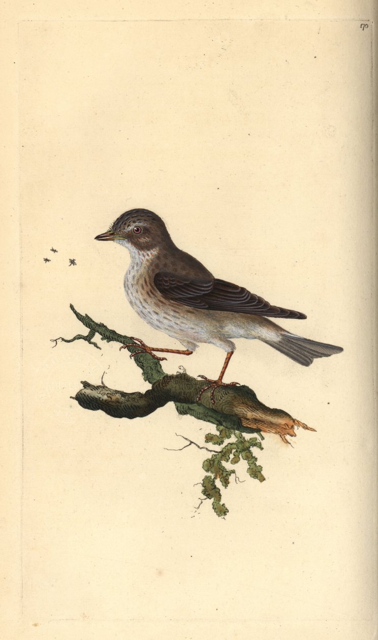 Muchołówka cętkowana, Muscicapa striata. Ręcznie kolorowany miedzioryt rysowany i grawerowany przez Edwarda Donovana z jego własnej „Historii naturalnej ptaków brytyjskich”, Londyn autorstwa Edward Donovan